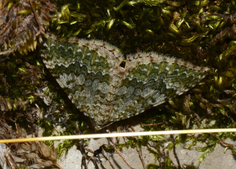 Geometridae Colostygia olivata ?